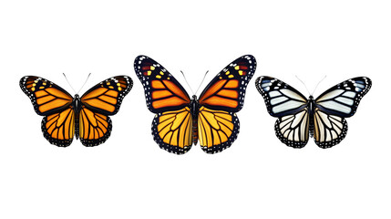 Obraz premium Collection of Monarch butterfly wings. isolated object, transparent background