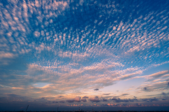 残暑の中、夕焼け色のいわし雲
