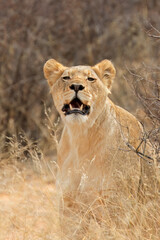 Alert lioness (Panthera leo) in natural habitat, Kalahari desert, South Africa.