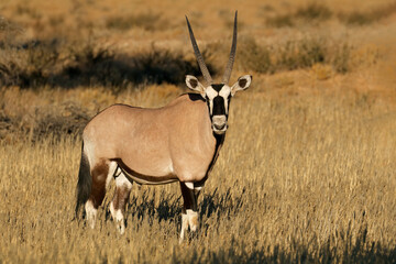 A gemsbok antelope (Oryx gazella) in natural habitat, Kalahari desert, South Africa. - obrazy, fototapety, plakaty