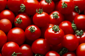 畑で育つ新鮮で美味しいミニトマト