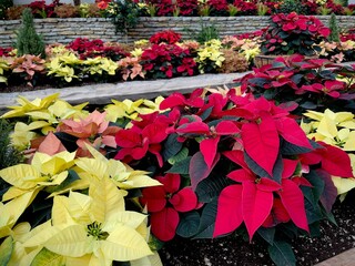 red and yellow poinsettia flowers indoor garden - obrazy, fototapety, plakaty