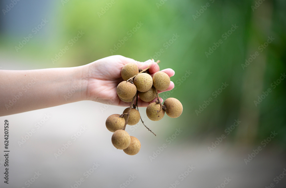 Sticker Longan fruit in hand on blurred nature background. Selective focus