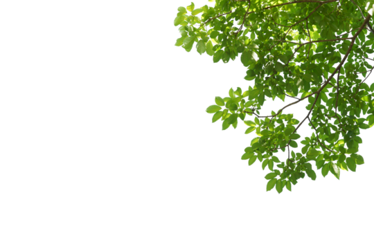 branch leaves or green leaf isolated. Tree Leaf Frame.branch leaves or green leaf isolated. Tree Leaf Frame..branch leaves or green leaf isolated. Tree Leaf Frame..