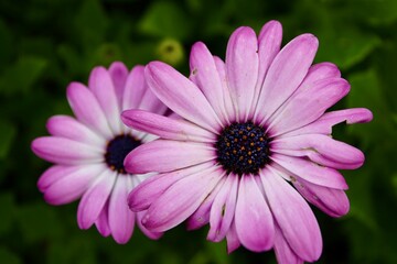 Fototapeta premium Pink daisies in the garden 