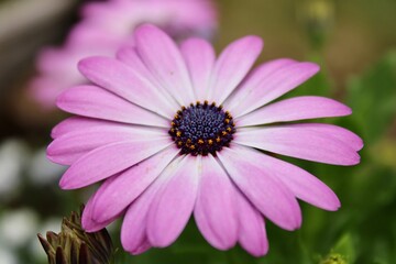 pink daisy in the garden