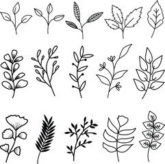 Set of Leaves Decorative Line Drawing. Black Outline Outline flower with black thin line