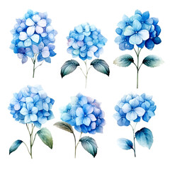 Vector set blue flowers, hydrangea flower and leaves