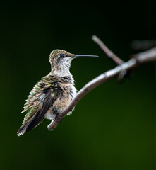 Fototapeta na wymiar Closeup of a puffy Ruby-throated Hummingbird perching on a branch