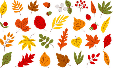 Flat autumn leaves, harvest seasonal leaf. Isolated foliage and berries, fall forest tree elements. Marple, oak and acorns decent vector collection