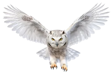 Foto auf Acrylglas Schnee-Eule Snowy Owl in Flight on White Background. AI generated Illustration.