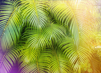 Naklejka premium Colorfull palm leaves background