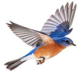 Eastern Bluebird Isolated on White Background . AI generated Illustration.