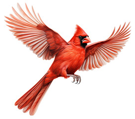 Northern Cardinal Bird in Flight on White Background. AI generated Illustration. - 624213307