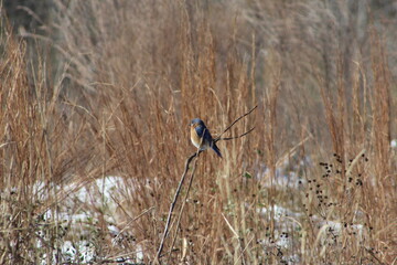 Bluebird