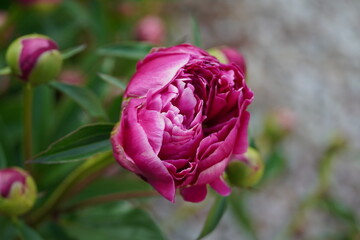 flowers blossom in spring garden