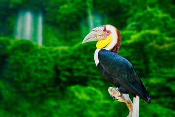 Wreathed hornbill perching on branch