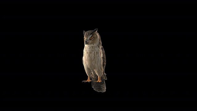 Owl Looking Around animation 3d