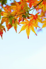 かえでの紅葉のクローズアップ