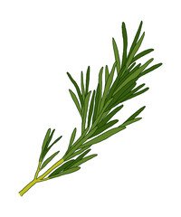 Hand drawn illustration of 'Rosemary' leaves, a type of herb. Rosemary is used as a perfume, medicinal, spice, and antibacterial agent.