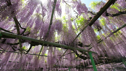 満開の藤棚