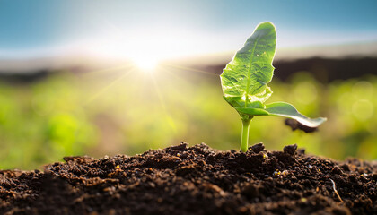 Agriculture and New life starting concept. Seed germination over soil and sunlight ray in morning...