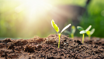 Agriculture and New life starting concept. Seed germination over soil and sunlight ray in morning...