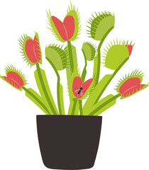 Houseplant carnivorous Venus flytrap in a flower pot with a fly insect