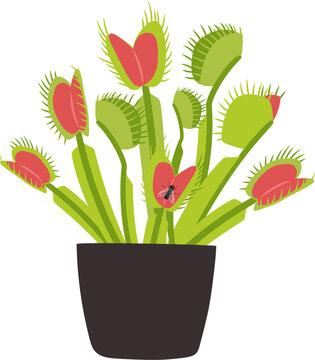 Houseplant carnivorous Venus flytrap in a flower pot with a fly insect