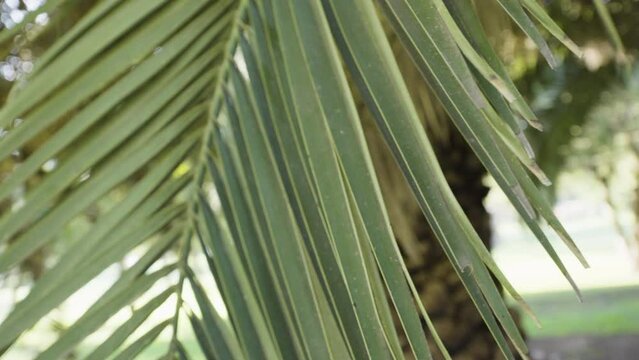 Palma, hoja verde de palmera, parque,  primavera