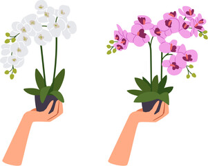 Two Orchids in flowerpots with hands Isolated on white background. Different types of colorful blossoms, beautiful flora, blooming orchids design elements