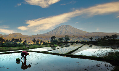 Rice Paddy Field farmers in Java Indonesia. Rural atmosphere in the morning with Mountain in the background. Agricultural concept