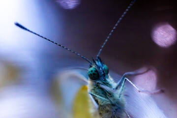 macro image of a green moth captured in a glass jar. the insect has scaly wings and furry face and part of the lepidoptera family 