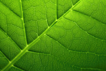Fototapeta na wymiar Close-up of a vibrant green leaf texture. Generative AI