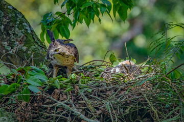 A male javan hawk eagle nisaetus bartelsi guarding its nest and nestling, natural bokeh background 