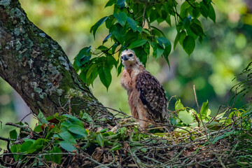 A javan hawk eagle nisaetus bartelsi nestling on its nest over a tall tree, natural bokeh background 