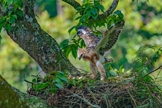 A javan hawk eagle nisaetus bartelsi nestling learn to fly over a tall tree, natural bokeh background 