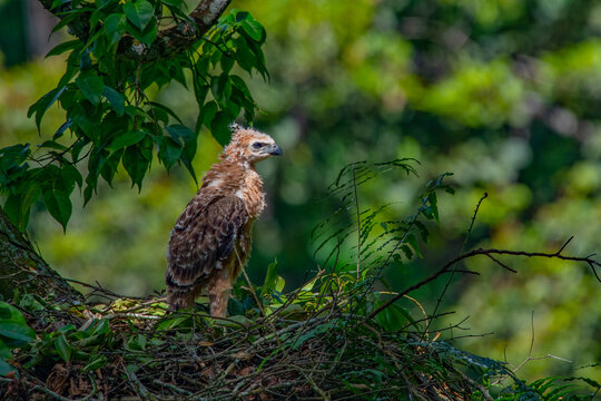 A javan hawk eagle nisaetus bartelsi nestling on its nest over a tall tree, natural bokeh background 