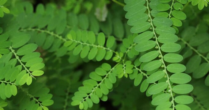 Phyllanthus niruri leaf closeup. Gale of the wind. Stonebreaker. Seed under leaf. 
