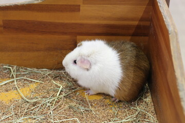 Obraz premium country pig in a cage