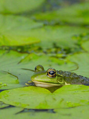 frog in the pond