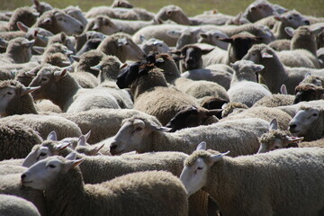 Fototapeta premium flock of sheep