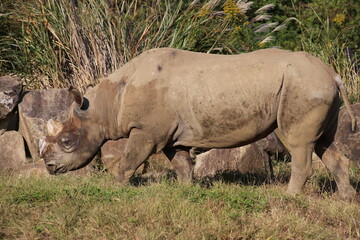 white rhino and calf