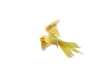 Zelfklevend Fotobehang Beautiful of Cockatiel parrot flying isolated on transparent background png file © Passakorn