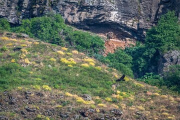  a single adult Bearded vulture bird flying in the distance, open wild with a beautiful green mountain landscape- Armenia