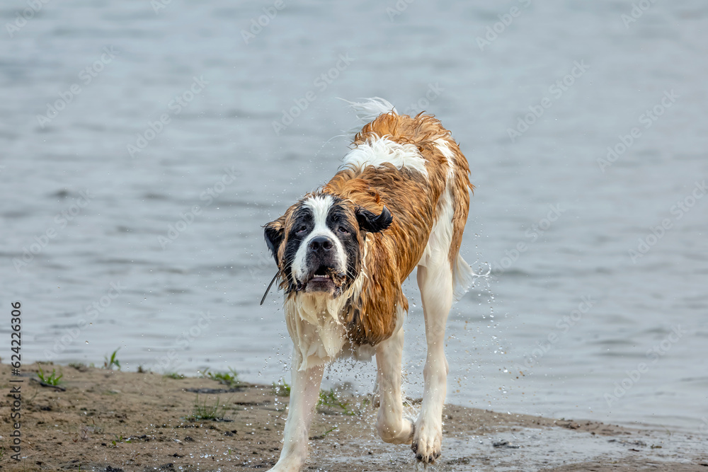 Canvas Prints St. Bernard dog is playing on the beach lake Michigan