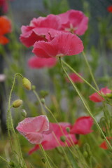 Obraz premium red poppy flowers in gardens