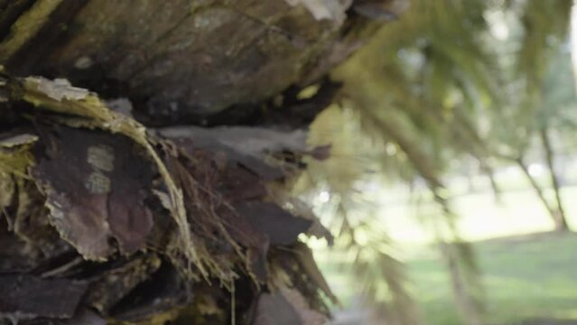 Corteza de Palmera, madera, marr&oacute;n, textura, primer plano, naturaleza