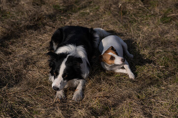Naklejka na ściany i meble Dog jack russell terrier and border collie lie on yellow autumn grass. 
