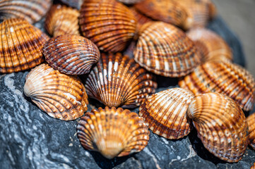 Many different shells stacked together on Costa Del Sol beach, Spain.  Beautiful shells background.